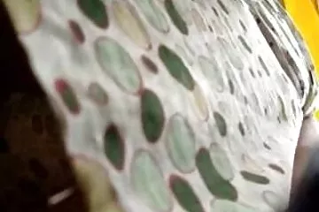 Láttad, milyen rózsaszín hatalmas farkak puncim van 30 évesen?.
